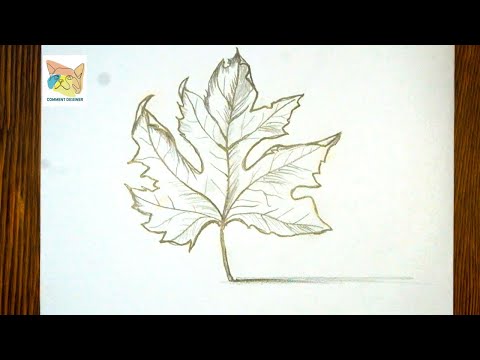 comment dessiner une feuille etape par etape