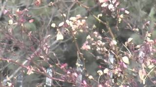 Om Nashi Me- Edward Sharpe and the Magnetic Zeros