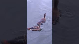 Download lagu suara pikat belibis dijamin Ampuh langsung datang rombongannya mp3