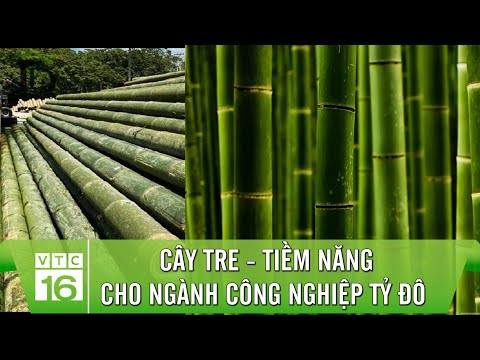 , title : 'CÂY TRE - Tiềm năng cho ngành công nghiệp TỶ ĐÔ của Việt Nam | VTC16'