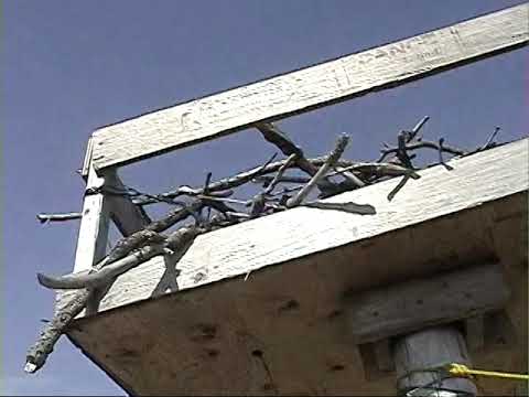 making osprey nest