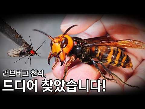 러브버그의 천적, 드디어 찾았습니다! 역대급 반전!
