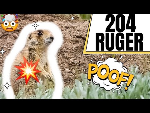 204 Ruger Explodes Prairie Dogs!!! 🤯💥💣🧨