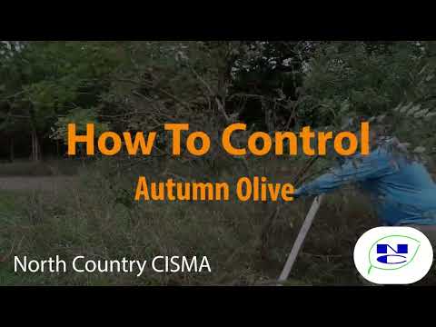 How to Control Autumn Olive