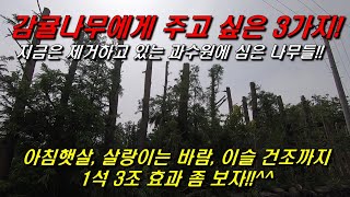 1석 3조..효과 좀 보자!! 방풍림(삼나무) 절단작업!!