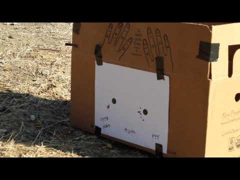 Gamo Swarm Fox 15 Yrd. vs. H&N Accuracy Challenge