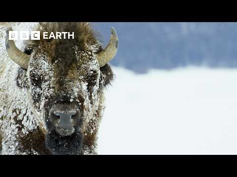 Winter in the Wild | A Winter Wildlife Wonderland Part 2 | BBC Earth