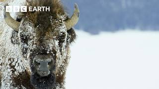 Winter in the Wild | A Winter Wildlife Wonderland Part 2 | BBC Earth