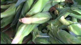 preview picture of video 'Plenty of corn for Eden Festival'
