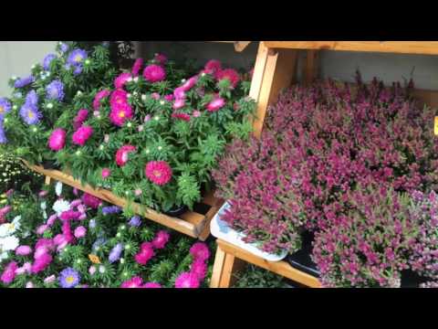 Saaremaa, Muhu 2016.