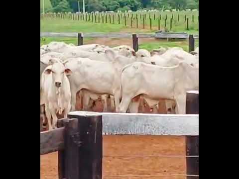 FAZENDA NO MT NOVO SAO JOAQUIM  #agro #fazenda #gado