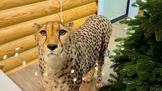 Герда чуть не опрокинула ёлку дома😅 