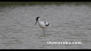 石垣島でバードウオッチング(田んぼ・牧草地編 / 動画あり)
