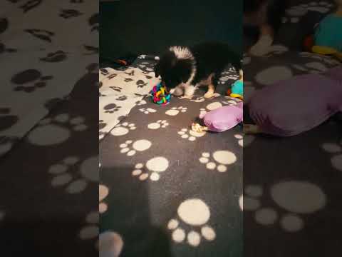 Shetland Sheepdog puppy for sale