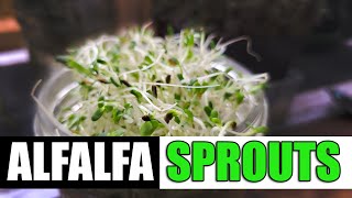 How To Grow Alfalfa Sprouts - The Definitive Guide
