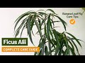 how to care for ficus alii ✅ banana leaf fig complete care guide