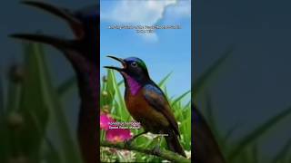 Download lagu Purple-throated Sunbird Call & Song - Masteran Kolibri Ninja Gacor Full Isian - Konin Gacor Dor mp3