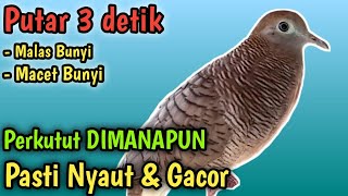 Download lagu PERKUTUT LOKAL GACOR CETAK SUARA BESAR CEPAT NYAUT EMOSI GAYER MANGGUNG, PANCINGAN KUTUT GACOR mp3