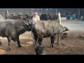 Aur Horse Coverage Village Buffalo Coverage Village Girls And Meeting