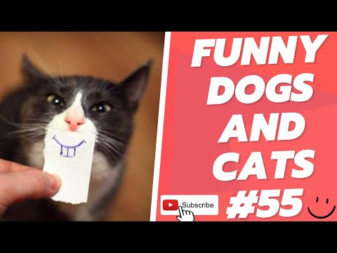 Funny Animal Videos 2022  Best Dogs And Cats Videos 😺😍 # 55
