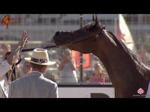 N 53 JOLNAR LEMBARAK   2020 Menton Mediterranean and Arab Countries Arabian Horse Championship   4 6