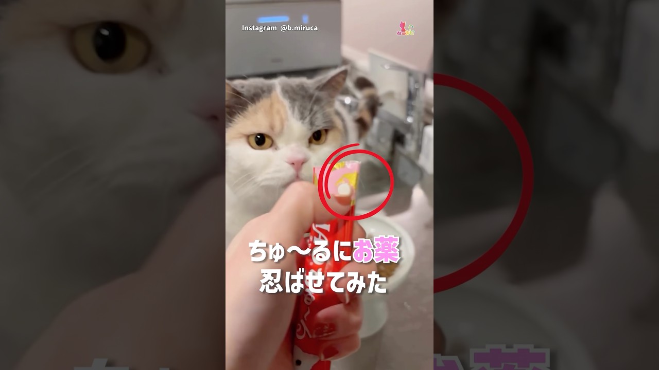ちゅ〜るに猫さんのお薬忍ばせてみた！