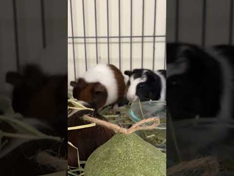 Strudel Youtube Video