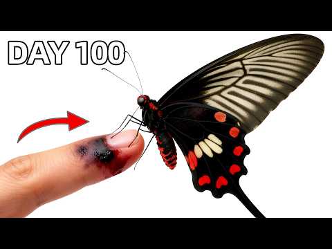 Ich habe einen giftigen Schmetterling als Haustier aufgezogen...