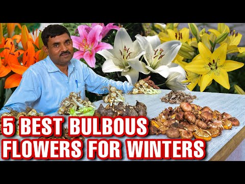 रामविलास जी से जानिए सर्दियों में लगाये जाने वाले बल्ब वाले फूलों के बारे में || Winter Flower Bulbs
