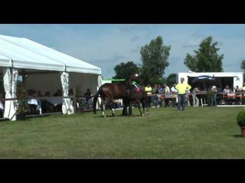 Sudweyher Fohlenschau 2012 - Kat.-Nr. 11