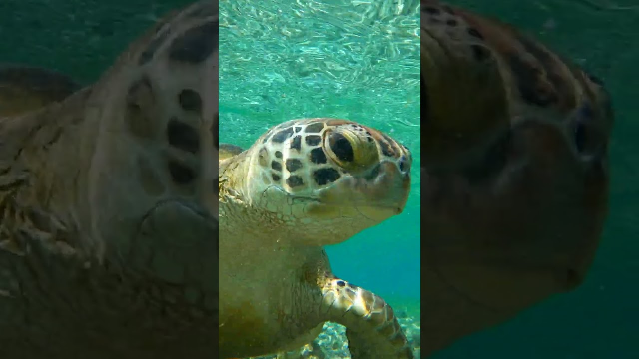 YouTube Short thumbnail