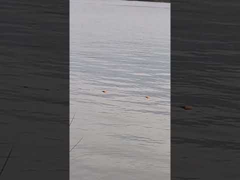 GRAL Lavalle #fishing #pesca con flote #nada #vamos a ver el partido