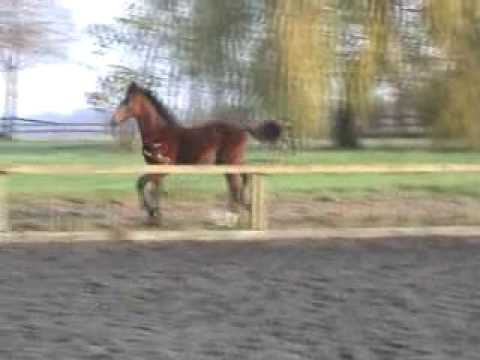 Hengstfohlen v. Sir Donnerhall-Quidam`s Rubin