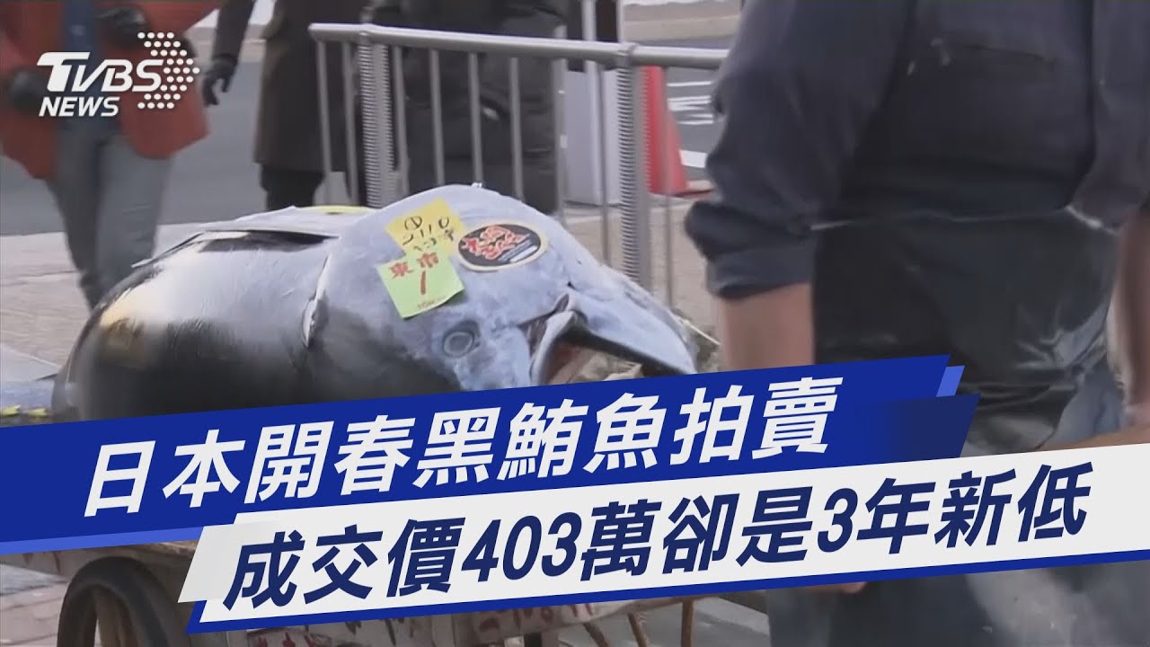 有片/日本開春黑鮪魚拍賣 米其林壽司餐廳以400萬台幣得標!