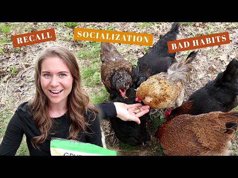 , title : 'HOW TO TRAIN BACKYARD CHICKENS | Friendlier Chicks, Egg Laying Hen Recall, Break/Prevent Bad Habits'