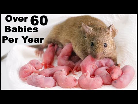 Mouse Gives Birth To 14 Babies On Camera During a Thumbnail Photoshoot. Mousetrap Monday