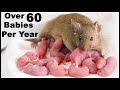 Mouse Gives Birth To 14 Babies On Camera During a Thumbnail Photoshoot. Mousetrap Monday