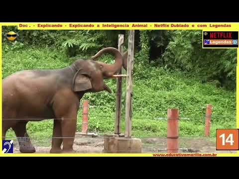 Tv Educativa Explicando a Inteligencia Animal  Netflix Dblado e com Legendas Corte 01