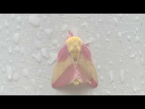 Pretty Pink and Yellow Rosie Maple Moth..butterflies butterfly colorful flying insects insect free