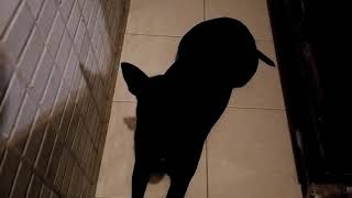 Re: [新聞]「就是不要黑的」狗園近8成是黑狗！