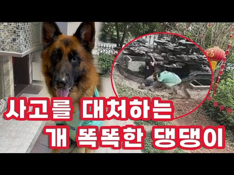 # 연못에 빠질뻔한 아이를 구하려는  세퍼트