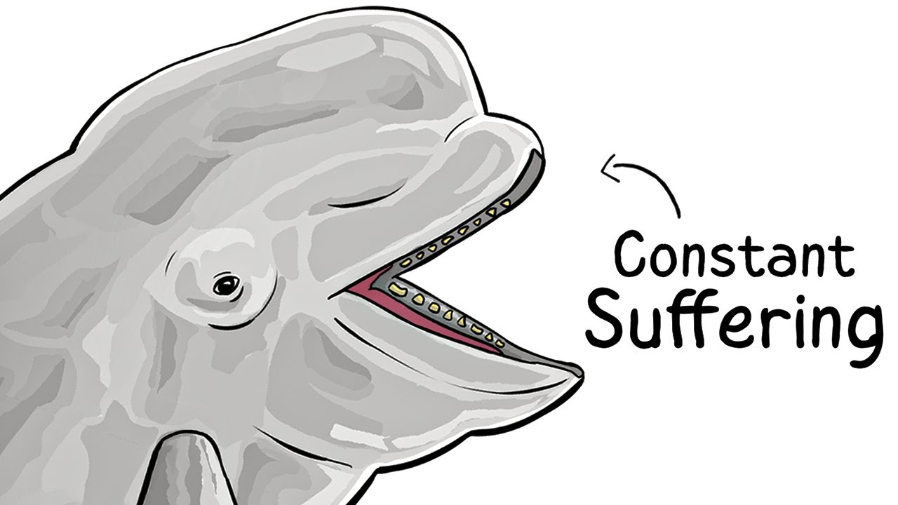 Why it Sucks To Be Born As a Beluga Whale