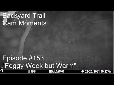 Amazing Froggy Deer Action from Trail Cam #1 in the backyard yard