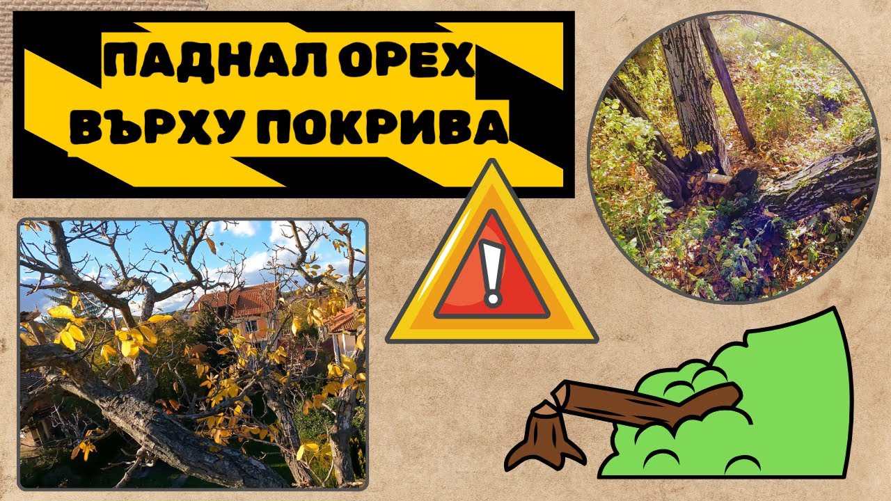 ГОЛЯМА БЕЛЯ — дърво върху покрив