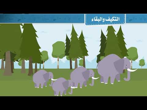 فيديو تعليمي