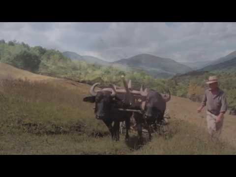 Ion Maovei  - Foaie verde mar patat