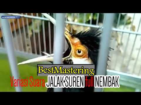 download lagu mp3 mp4 Masteran Tembakan Untuk Jalak Suren, download lagu Masteran Tembakan Untuk Jalak Suren gratis, unduh video klip Masteran Tembakan Untuk Jalak Suren