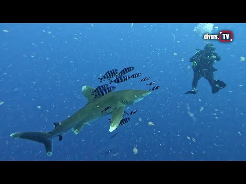 Egypt '23 - Marsa Alam & Elphinstone - shark diving