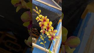 Download lagu MasyaAllah, anggrek dendro, maaf gatau id nya 🤭 mp3