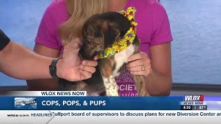 Gulfport community coming together to save lives through pet adoption program